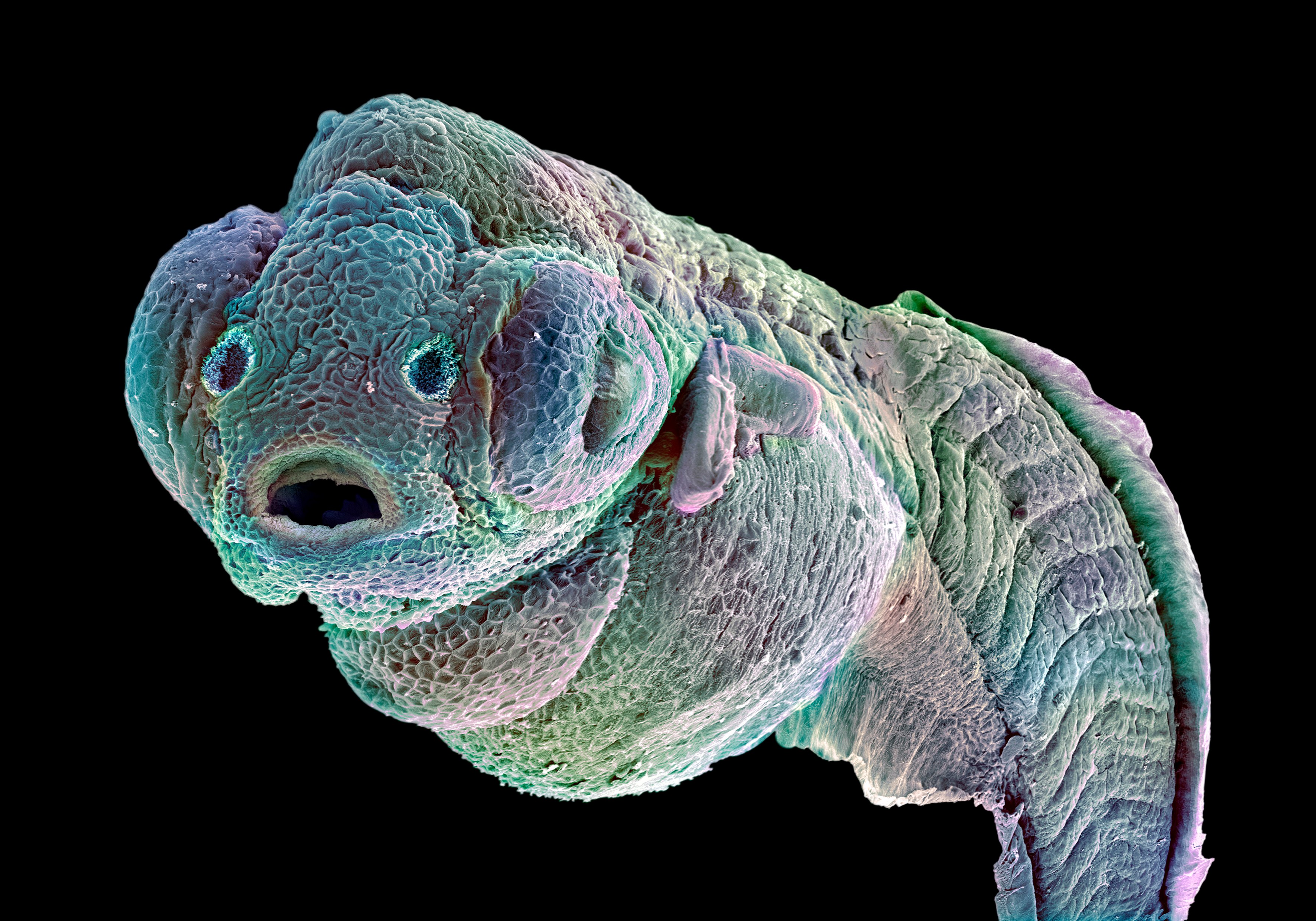 zebrafish wellcome collection. tbd picture research